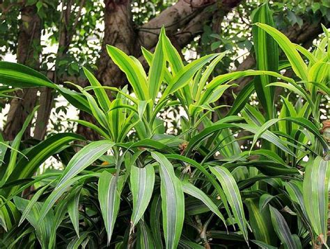 萬年青盆栽|如何讓萬年青茁壯成長？完整養護指南 – 植物盆栽綠寶典